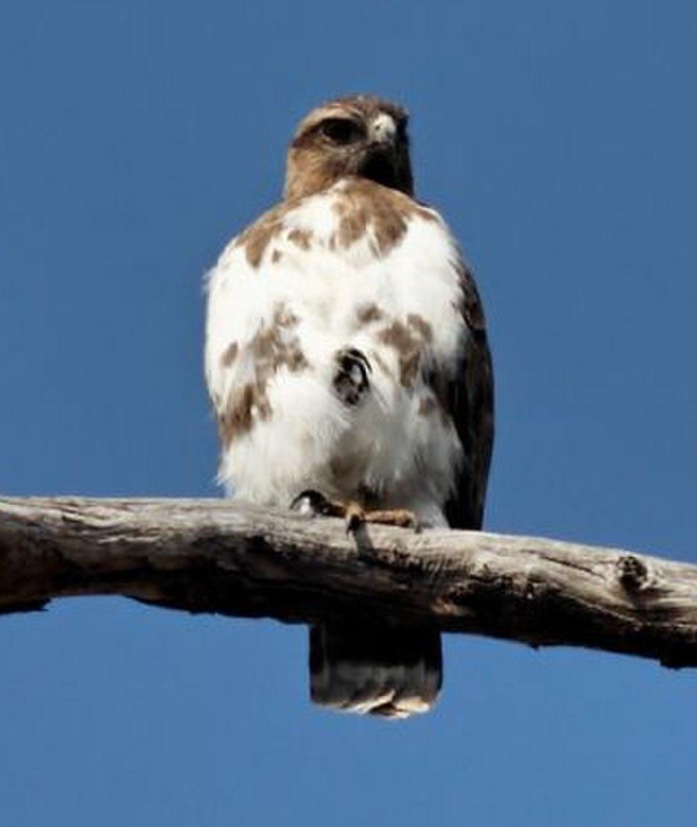 马岛鵟 / Madagascan Buzzard / Buteo brachypterus