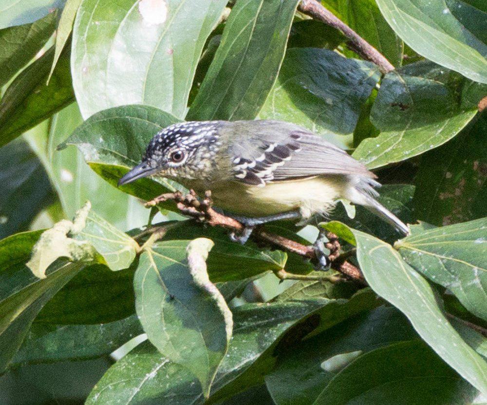 黄胸蚁鹩 / Yellow-breasted Antwren / Herpsilochmus axillaris