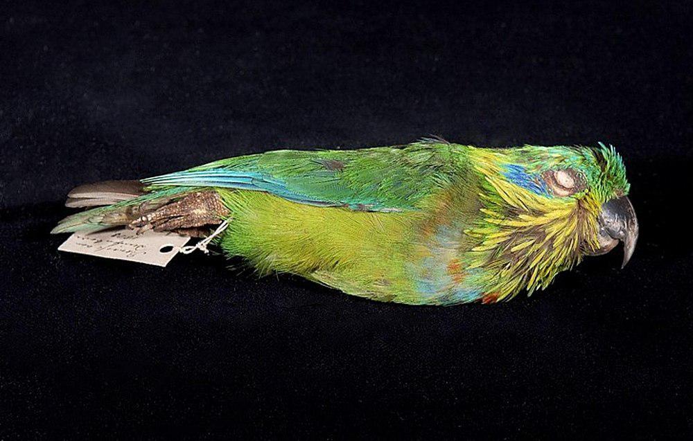 萨氏果鹦鹉 / Salvadori\'s Fig Parrot / Psittaculirostris salvadorii