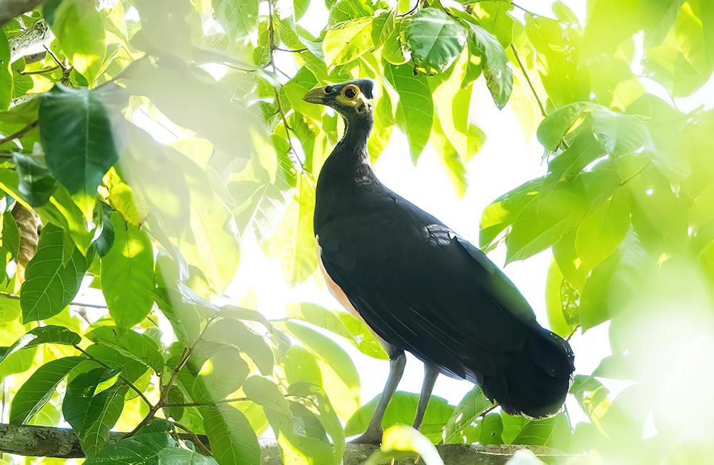 塚雉 / Maleo / Macrocephalon maleo