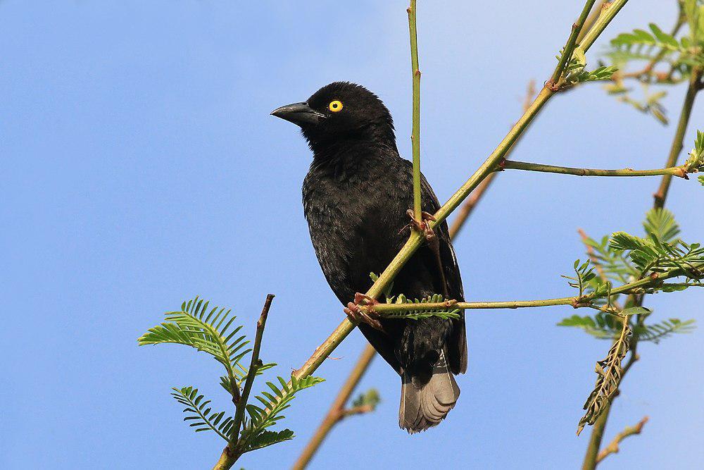 大黑织雀 / Vieillot\'s Black Weaver / Ploceus nigerrimus