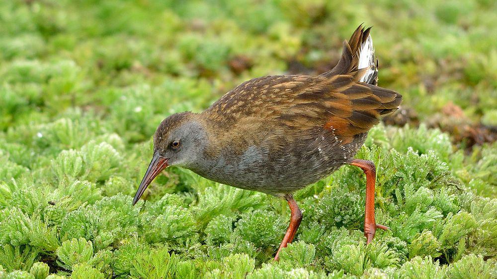 波哥大秧鸡 / Bogota Rail / Rallus semiplumbeus