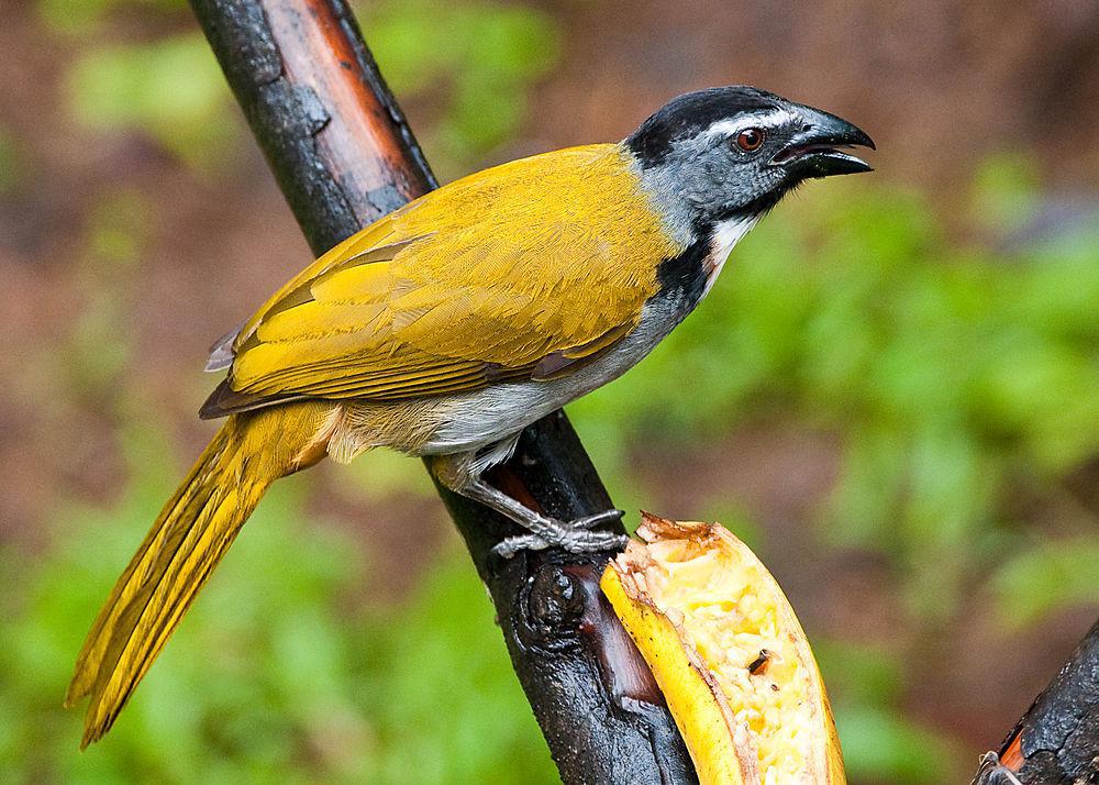 黑头舞雀 / Black-headed Saltator / Saltator atriceps