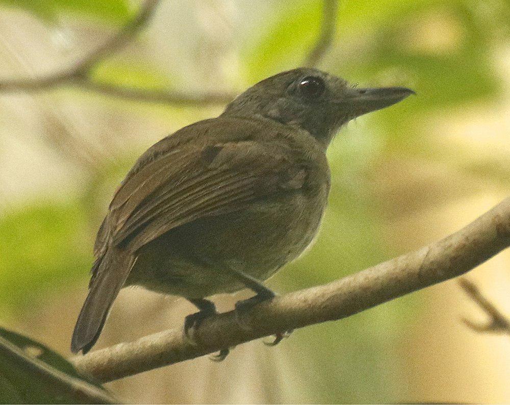 鼠灰蚁鵙 / Mouse-colored Antshrike / Thamnophilus murinus