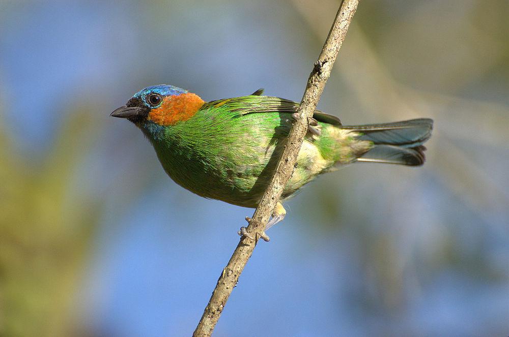 红颈唐加拉雀 / Red-necked Tanager / Tangara cyanocephala