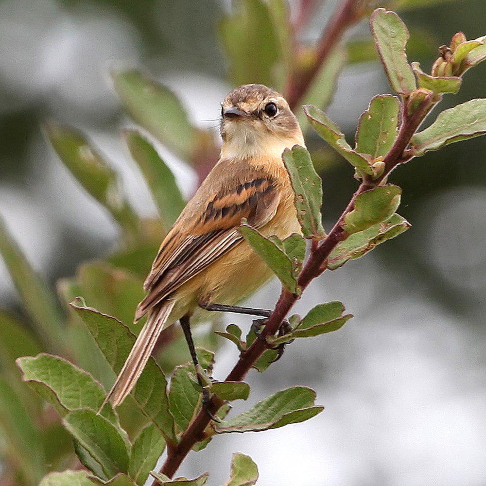 须多斑霸鹟 / Bearded Tachuri / Polystictus pectoralis