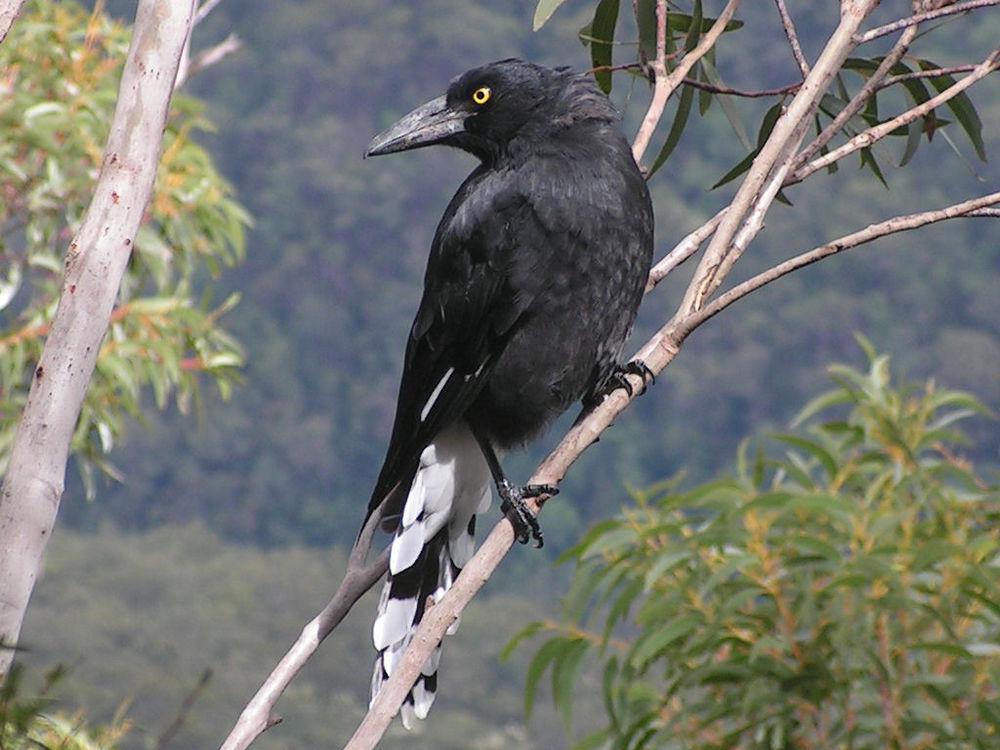 斑噪钟鹊 / Pied Currawong / Strepera graculina