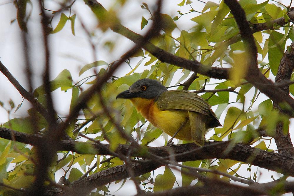 灰头丛鵙 / Grey-headed Bushshrike / Malaconotus blanchoti