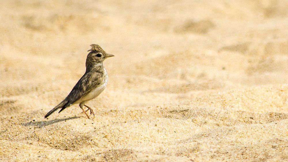 恒河沙百灵 / Sand Lark / Alaudala raytal