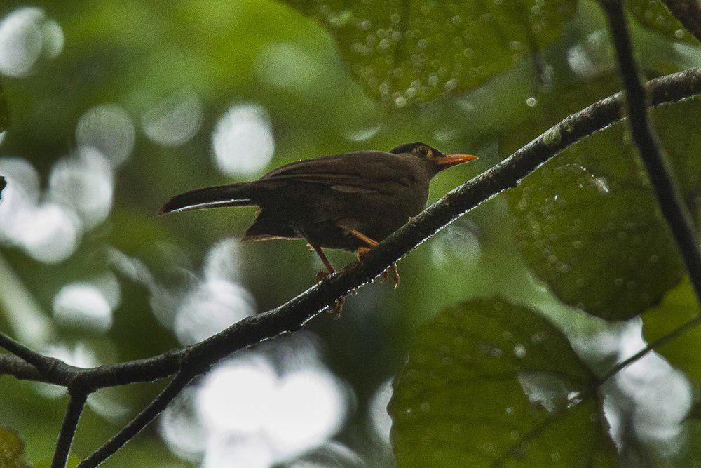 卡塔鸫 / Sulawesi Thrush / Cataponera turdoides