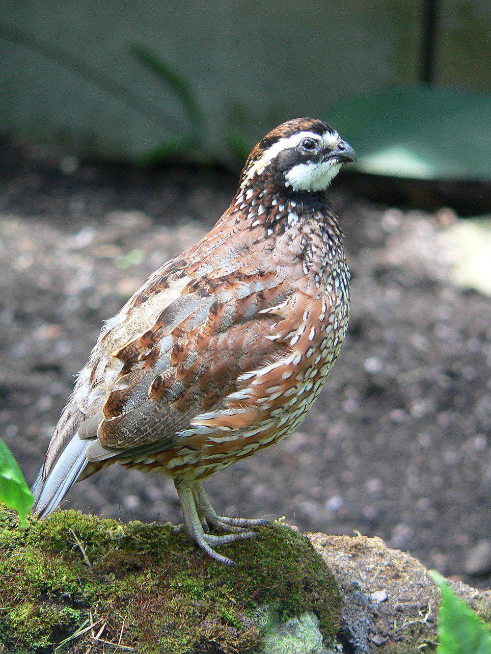 山齿鹑 / Northern Bobwhite / Colinus virginianus