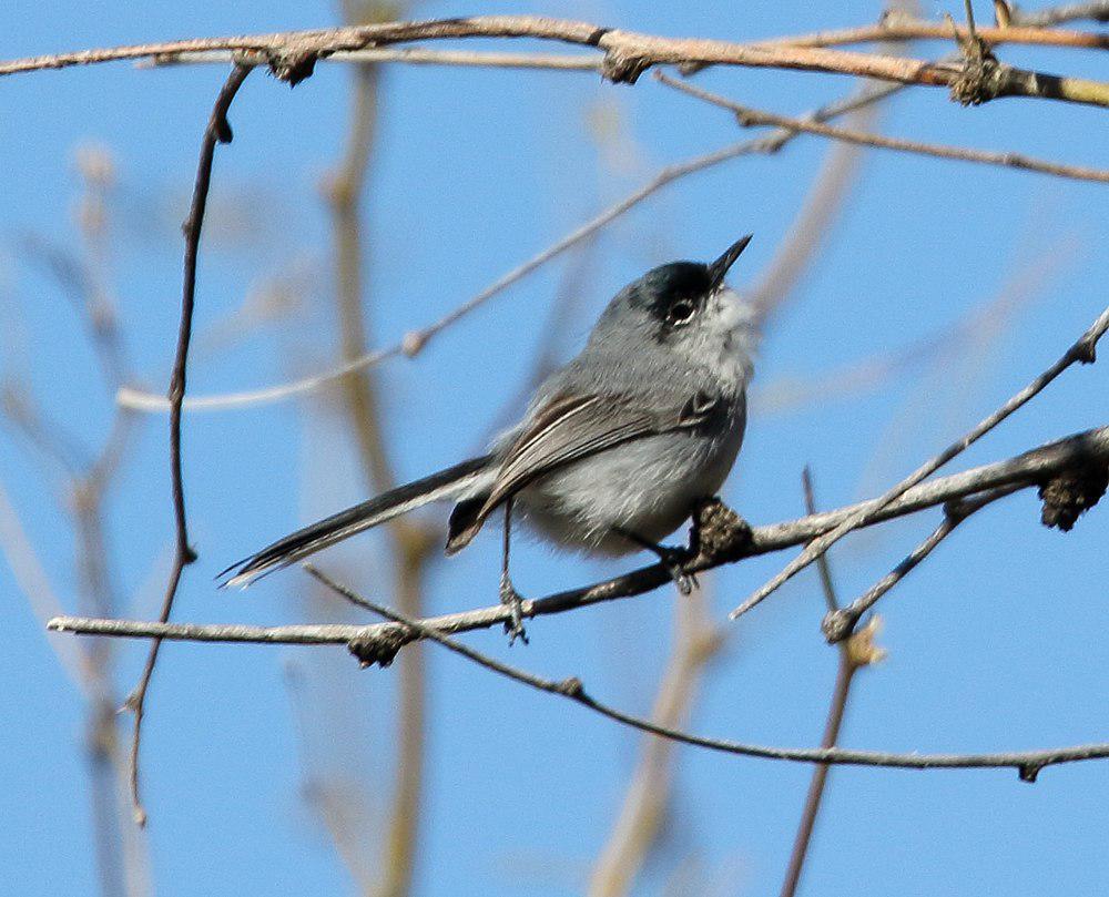 黑顶蚋莺 / Black-capped Gnatcatcher / Polioptila nigriceps