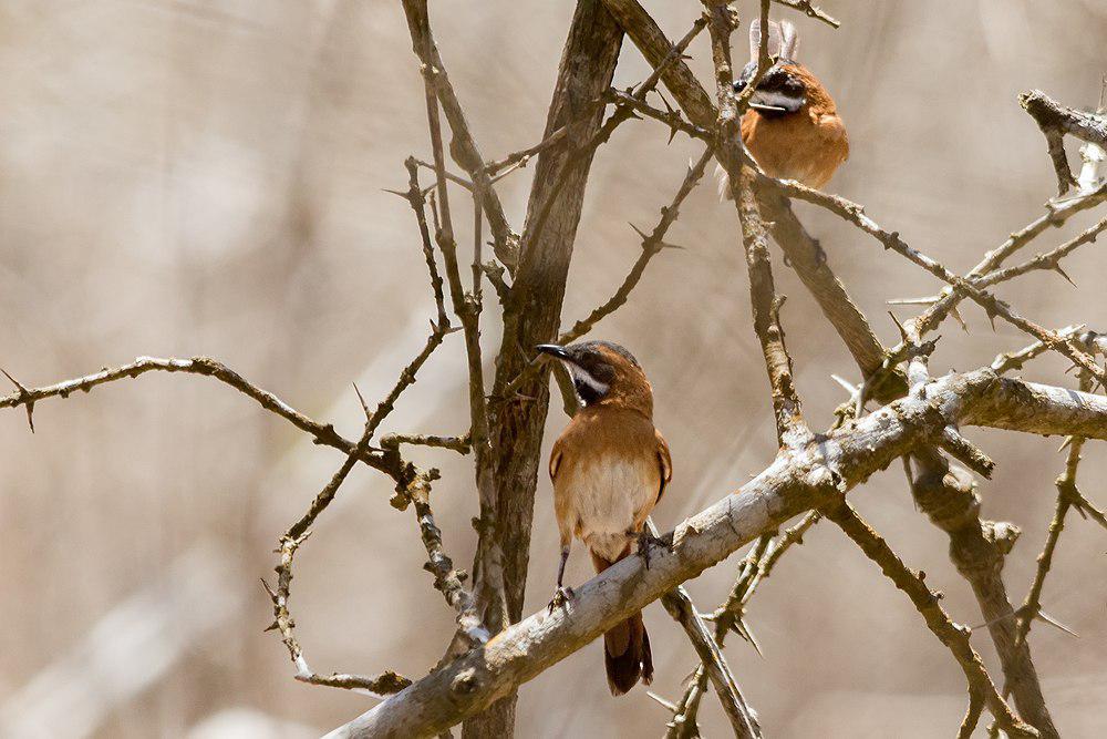 白须针尾雀 / White-whiskered Spinetail / Synallaxis candei