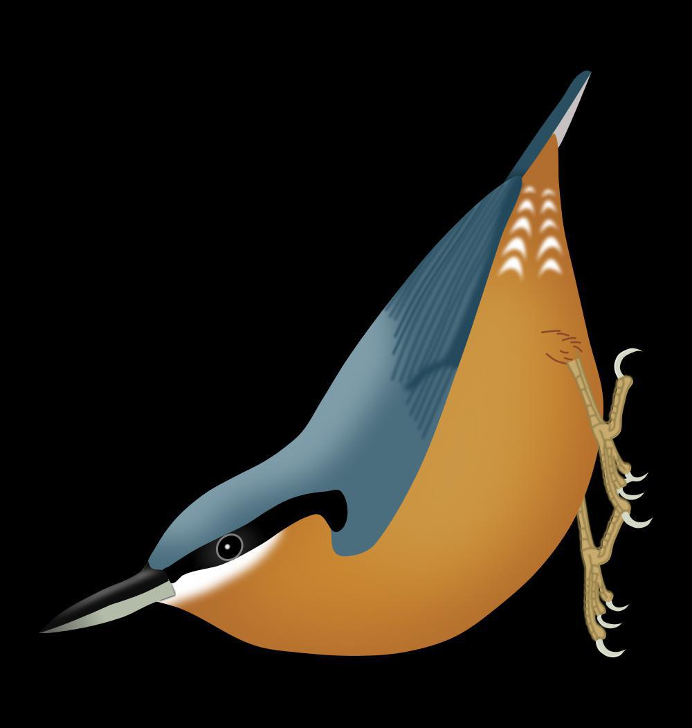 缅甸䴓 / Burmese Nuthatch / Sitta neglecta