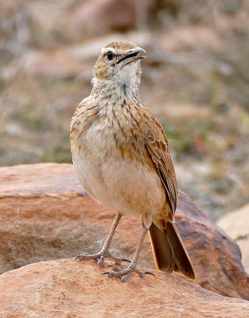 半颈环歌百灵 / Eastern Long-billed Lark / Certhilauda semitorquata