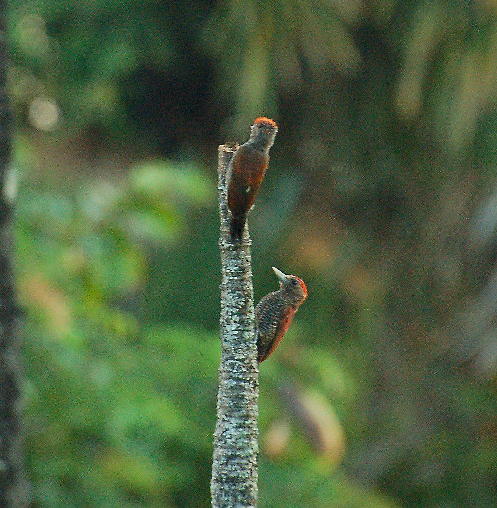 红啄木鸟 / Blood-colored Woodpecker / Veniliornis sanguineus