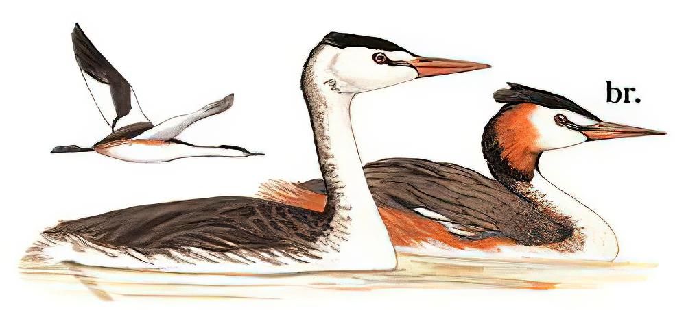 凤头䴙䴘 / Great Crested Grebe / Podiceps cristatus