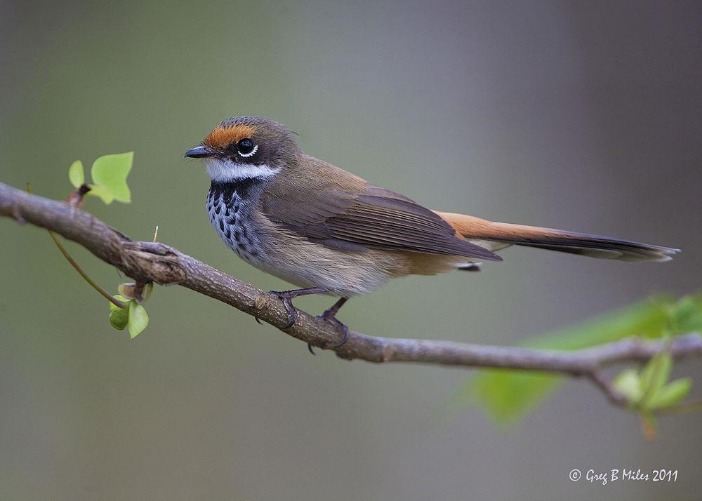 棕额扇尾鹟 / Rufous Fantail / Rhipidura rufifrons