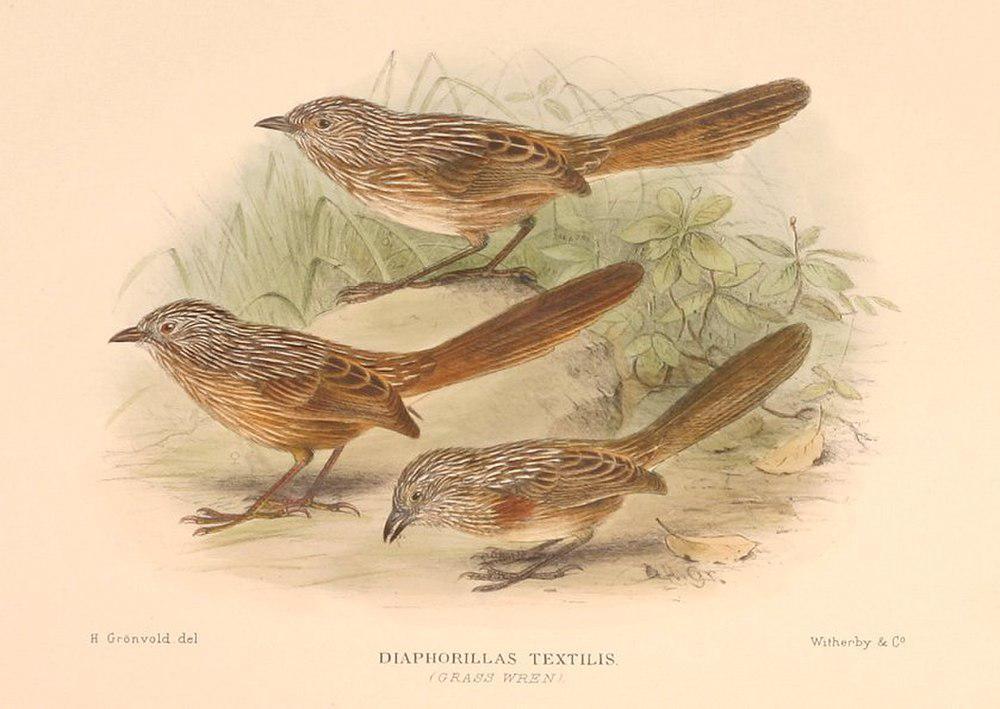 厚嘴鹩莺 / Thick-billed Grasswren / Amytornis modestus