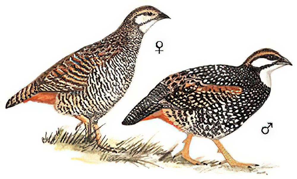 中华鹧鸪 / Chinese Francolin / Francolinus pintadeanus