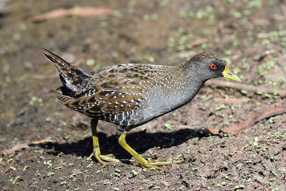 斑田鸡 / Australian Crake / Porzana fluminea