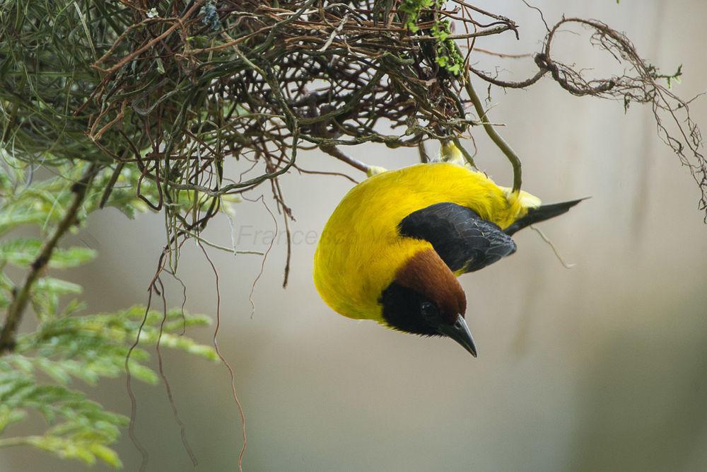 褐顶织雀 / Brown-capped Weaver / Ploceus insignis