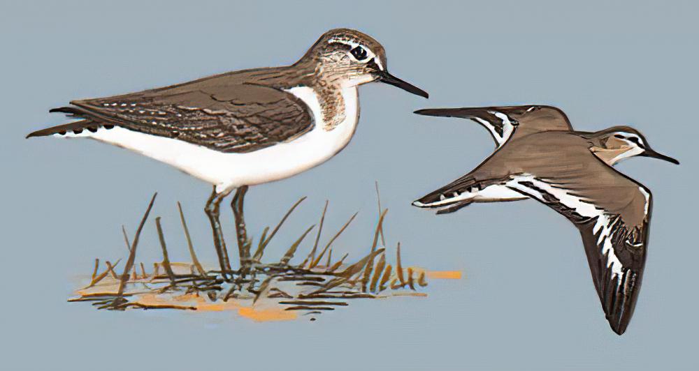 矶鹬 / Common Sandpiper / Actitis hypoleucos