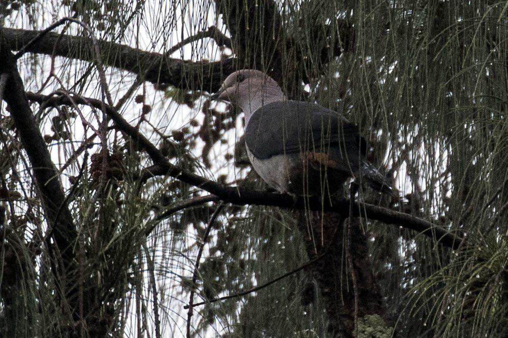 黑背皇鸠 / Dark-backed Imperial Pigeon / Ducula lacernulata