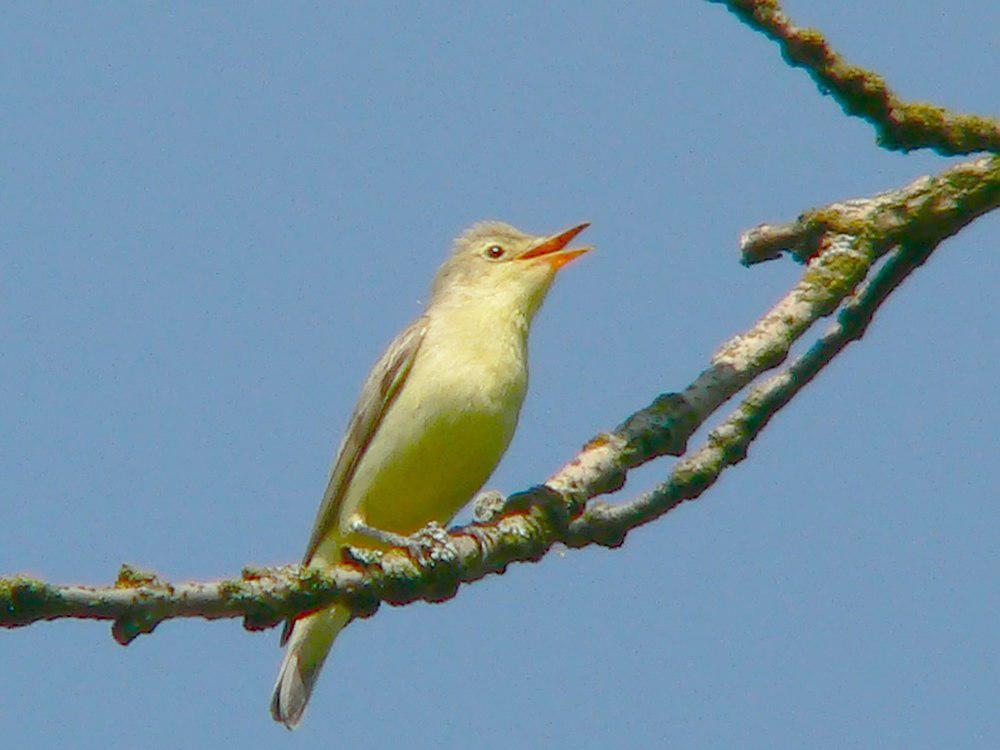 绿篱莺 / Icterine Warbler / Hippolais icterina