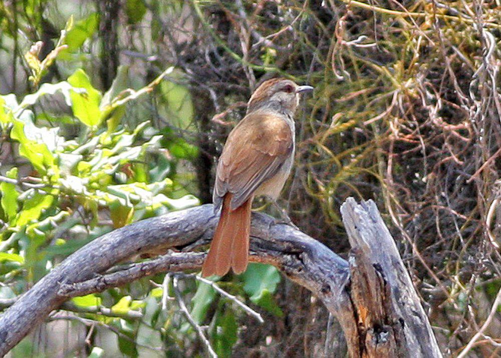 红尾晨鸫 / Rufous-tailed Palm Thrush / Cichladusa ruficauda