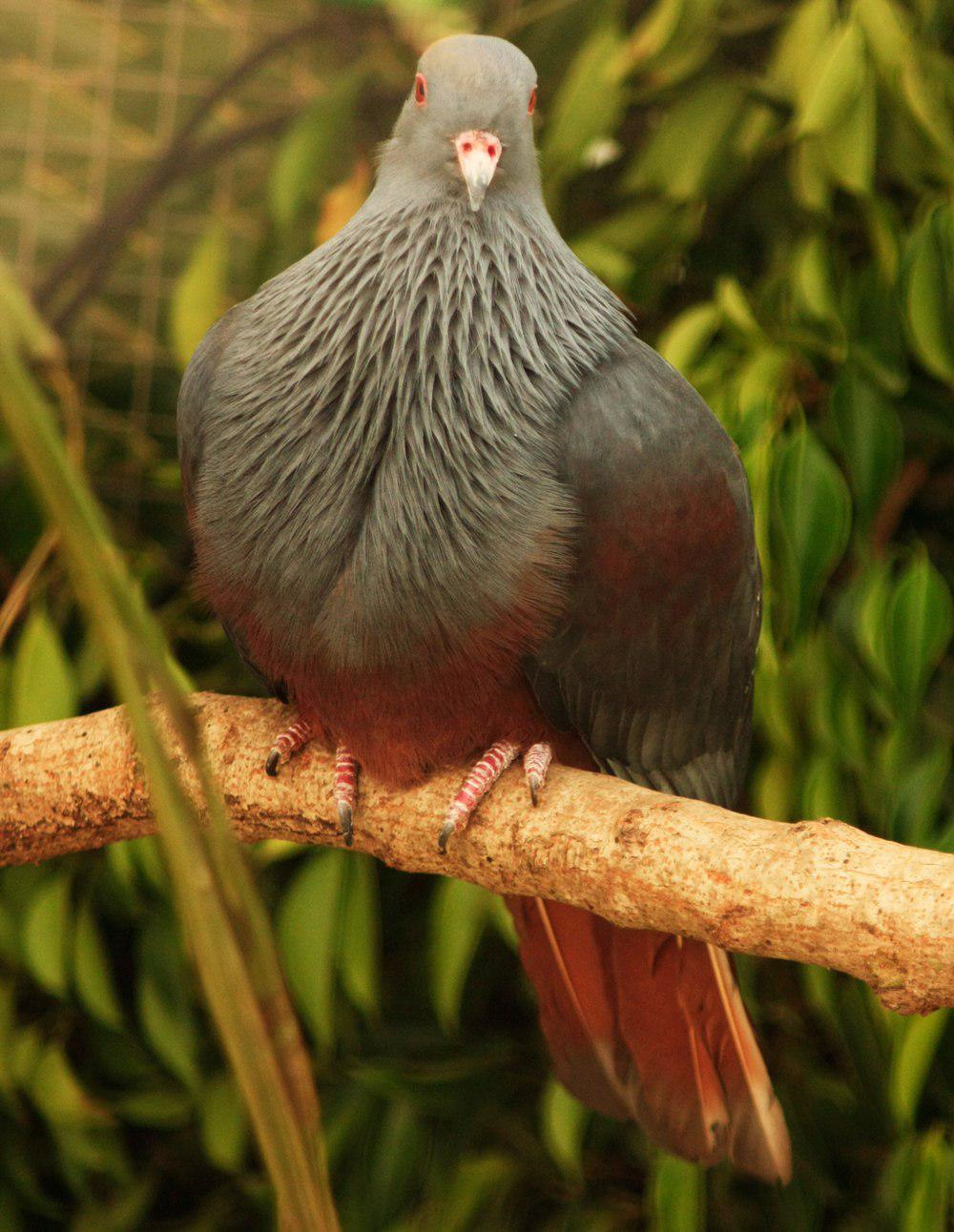 巨皇鸠 / Goliath Imperial Pigeon / Ducula goliath