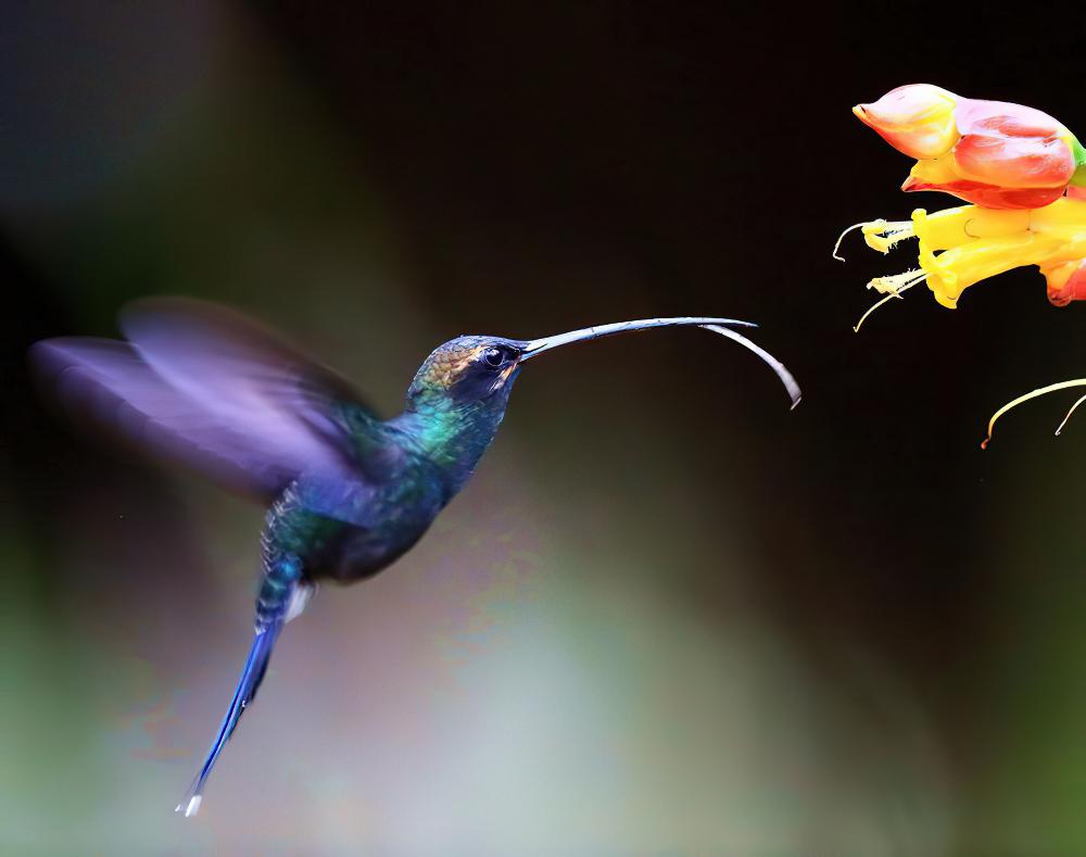 白须隐蜂鸟 / White-whiskered Hermit / Phaethornis yaruqui