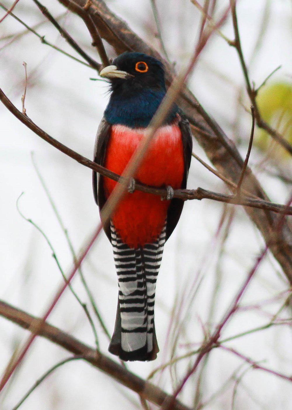 蓝顶美洲咬鹃 / Blue-crowned Trogon / Trogon curucui