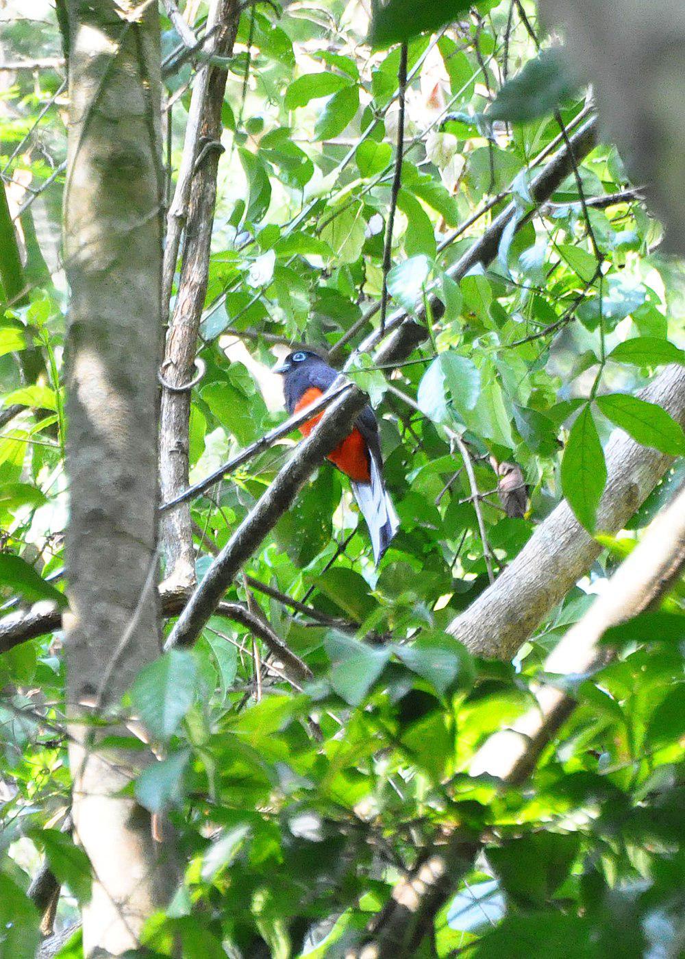 拜氏美洲咬鹃 / Baird\'s Trogon / Trogon bairdii