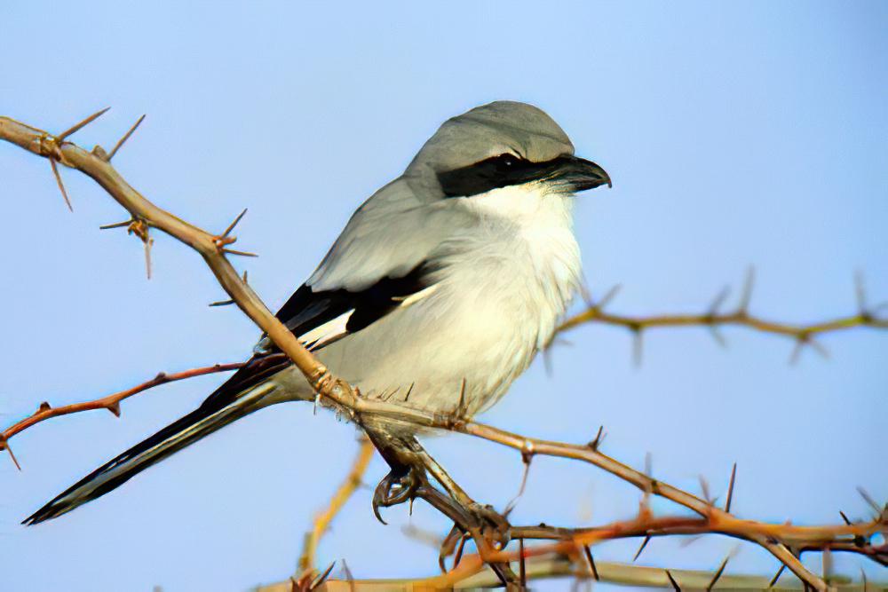 草原灰伯劳 / Steppe Grey Shrike / Lanius pallidirostris