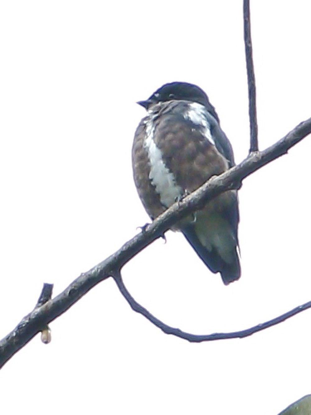 紫须伞鸟 / Dusky Purpletuft / Iodopleura fusca