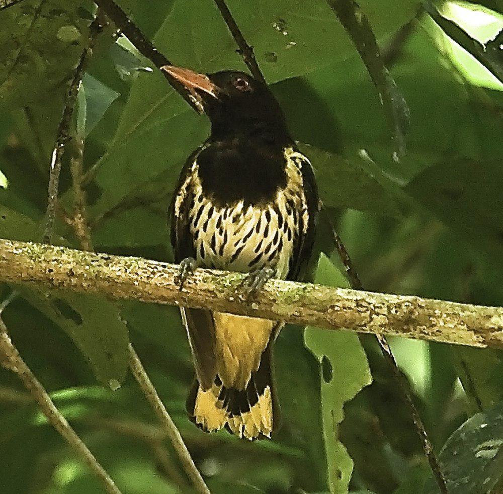 黑喉黄鹂 / Dark-throated Oriole / Oriolus xanthonotus