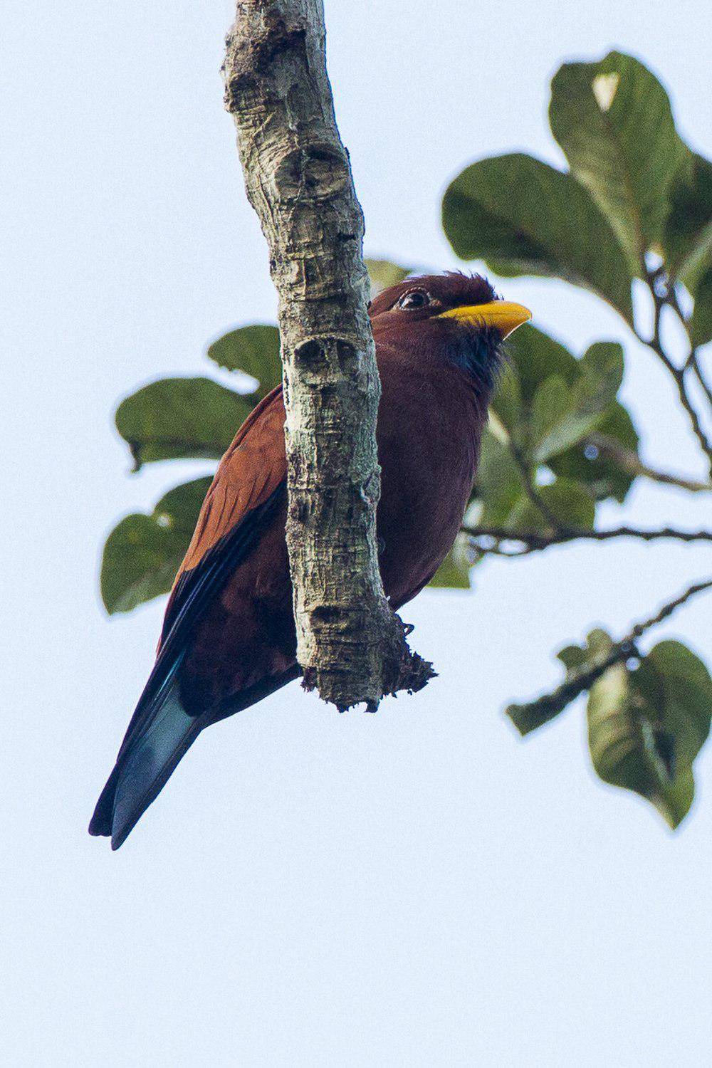 蓝喉三宝鸟 / Blue-throated Roller / Eurystomus gularis