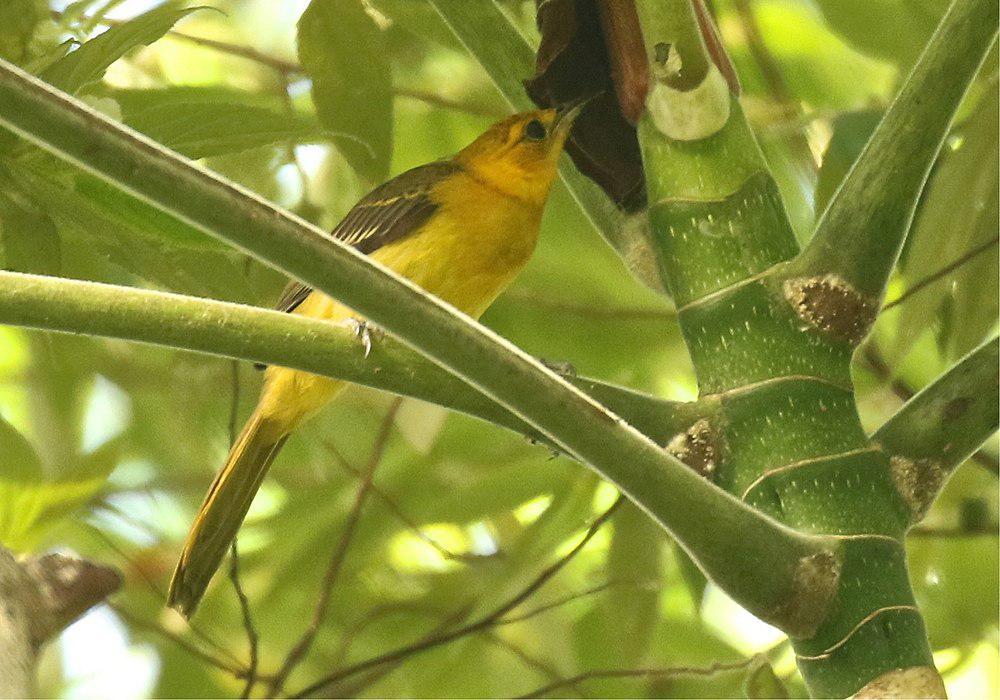 橙冠拟鹂 / Orange-crowned Oriole / Icterus auricapillus