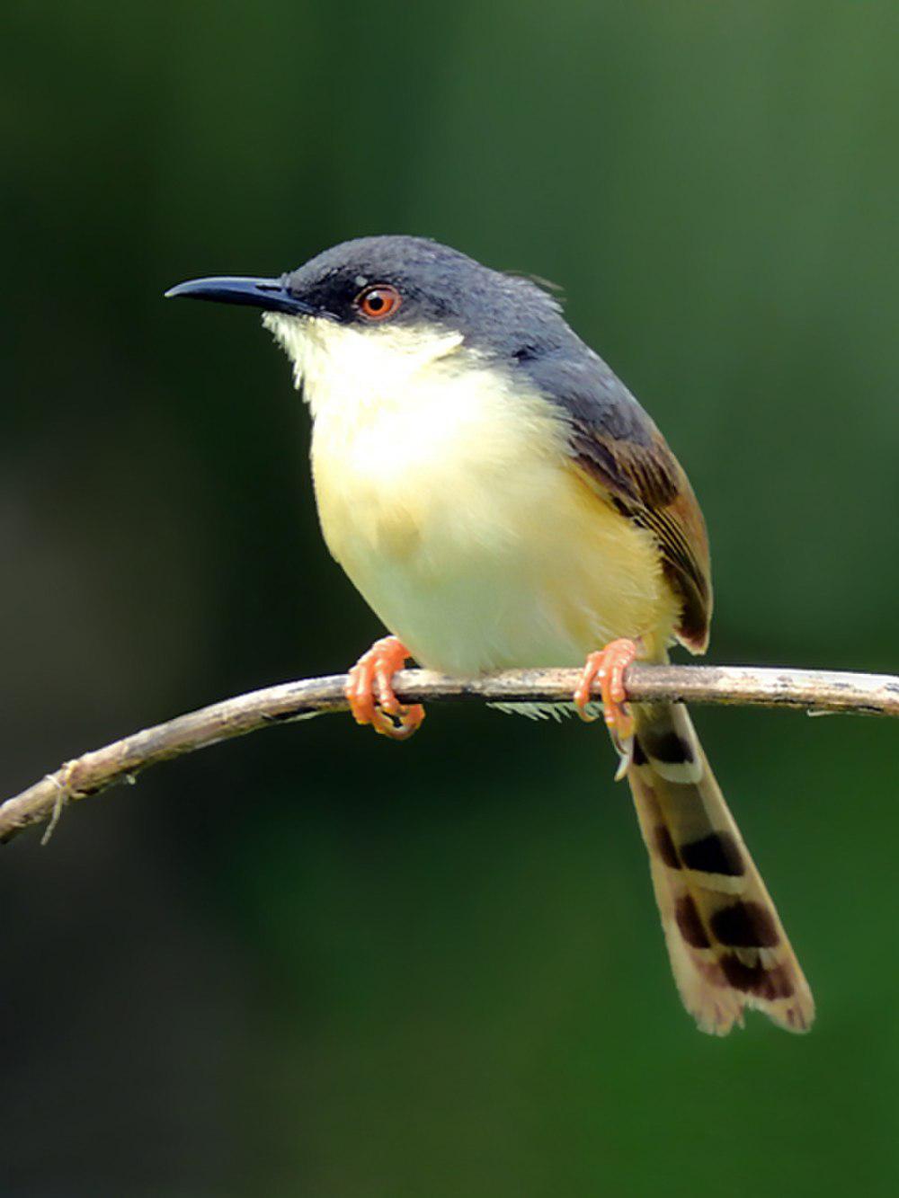 灰山鹪莺 / Ashy Prinia / Prinia socialis