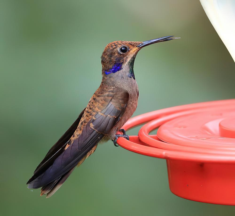 褐紫耳蜂鸟 / Brown Violetear / Colibri delphinae