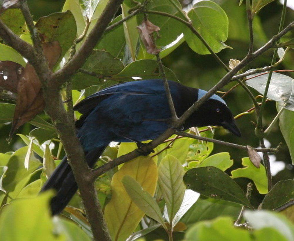 青蓝头鹊 / Azure-hooded Jay / Cyanolyca cucullata