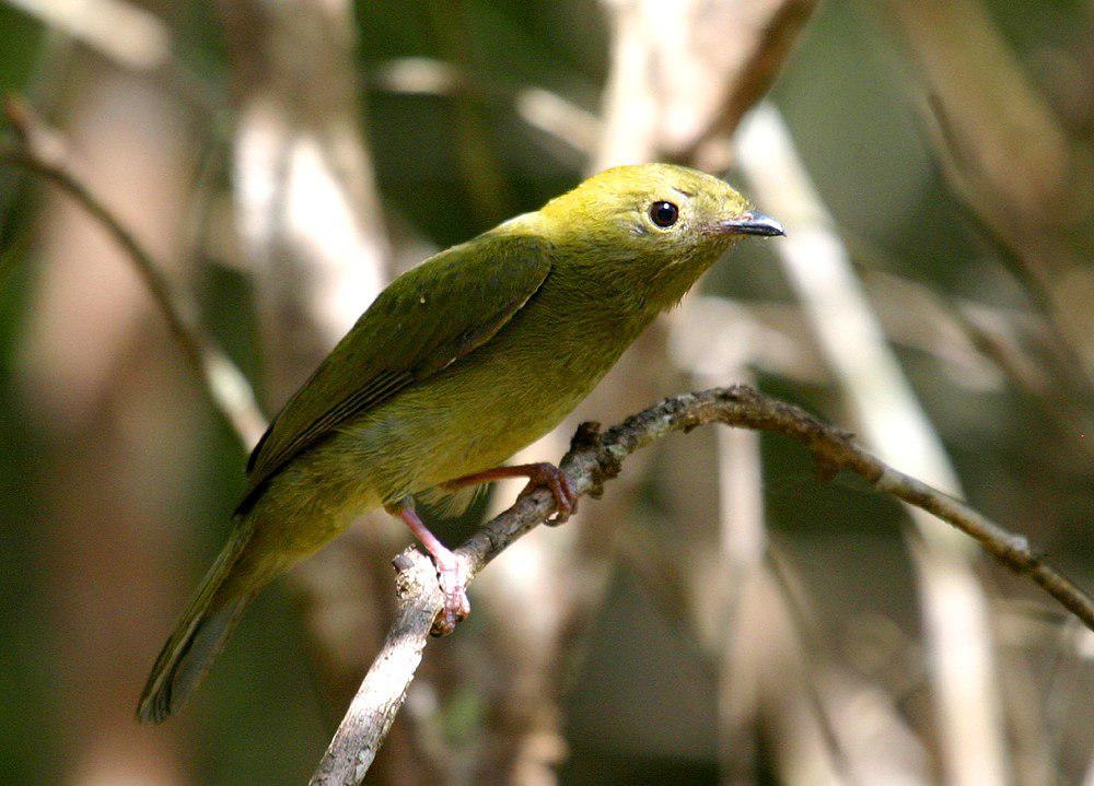 盔娇鹟 / Helmeted Manakin / Antilophia galeata