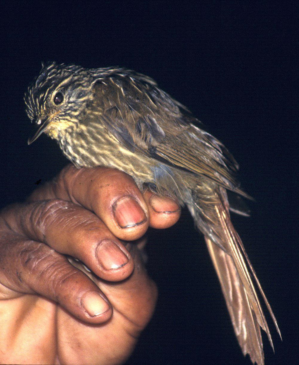 线纹拾叶雀 / Lineated Foliage-gleaner / Syndactyla subalaris