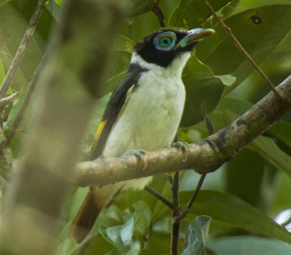 肉垂阔嘴鸟 / Wattled Broadbill / Sarcophanops steerii