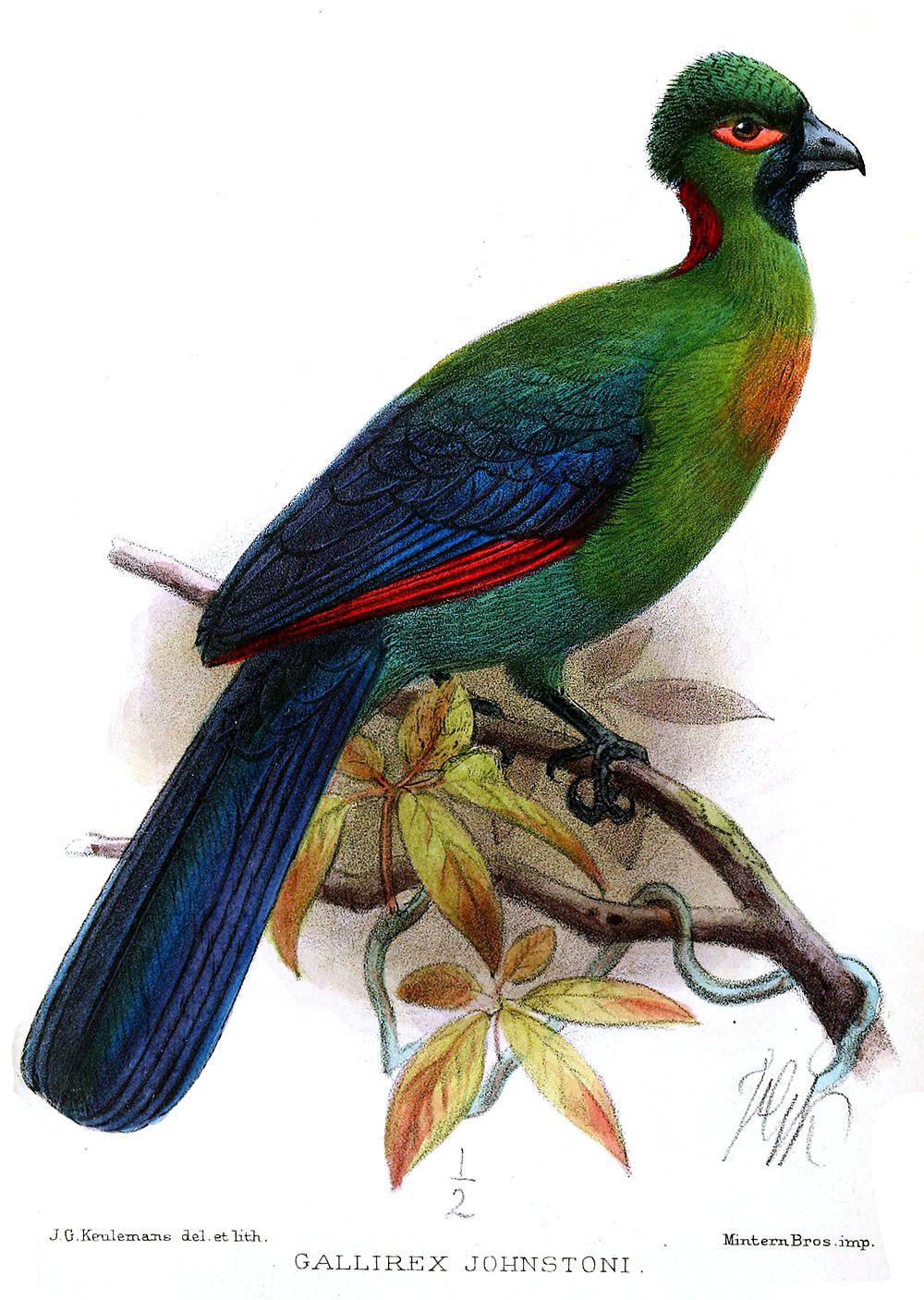 红胸蕉鹃 / Rwenzori Turaco / Ruwenzorornis johnstoni