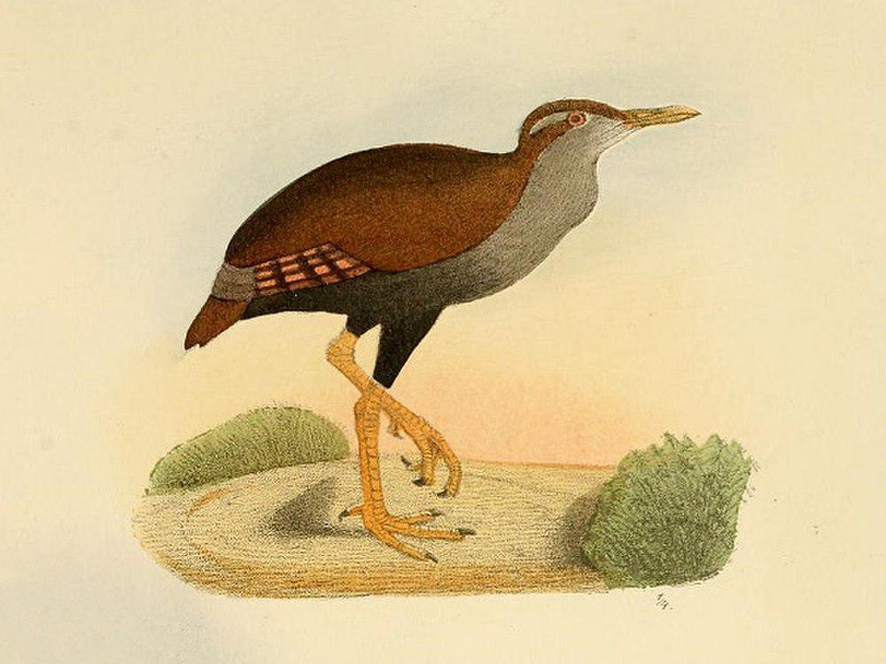 斑翅秧鸡 / Bar-winged Rail / Hypotaenidia poeciloptera