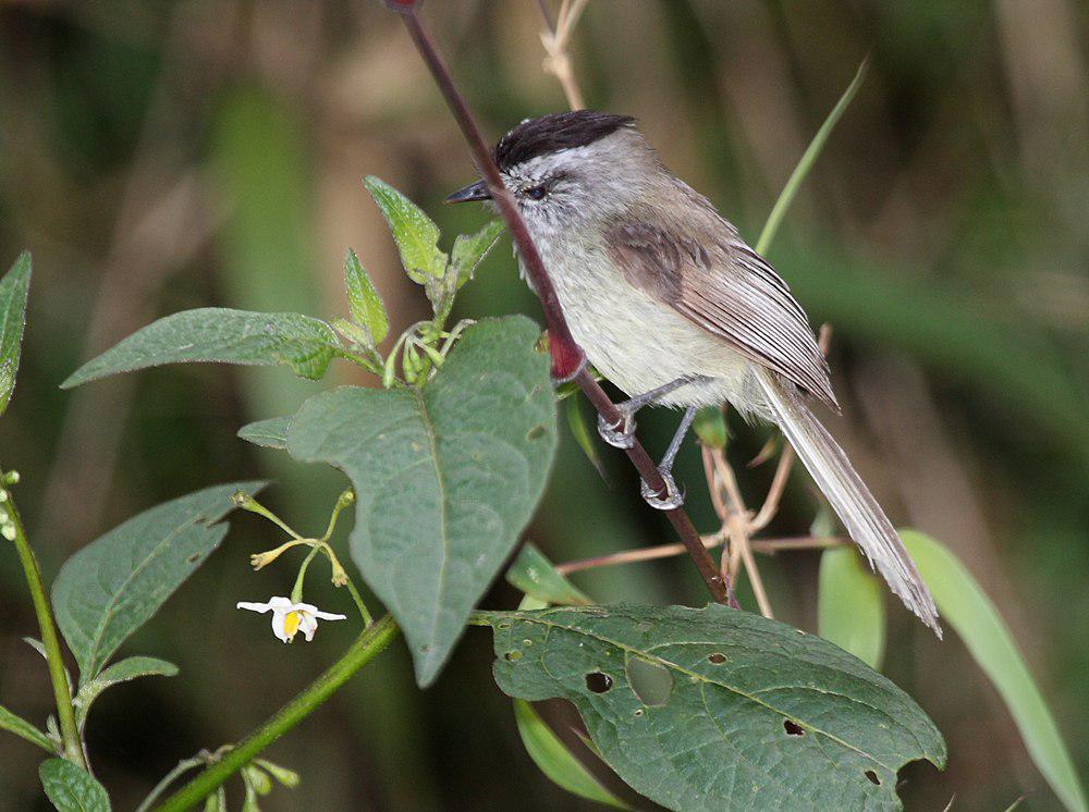 无纹雀霸鹟 / Unstreaked Tit-Tyrant / Uromyias agraphia