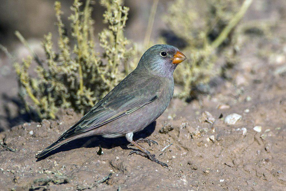 沙雀 / Trumpeter Finch / Bucanetes githagineus