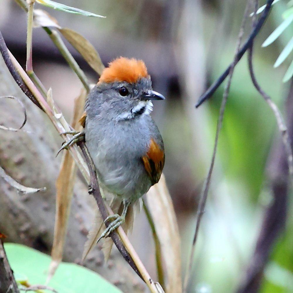 暗胸针尾雀 / Dark-breasted Spinetail / Synallaxis albigularis